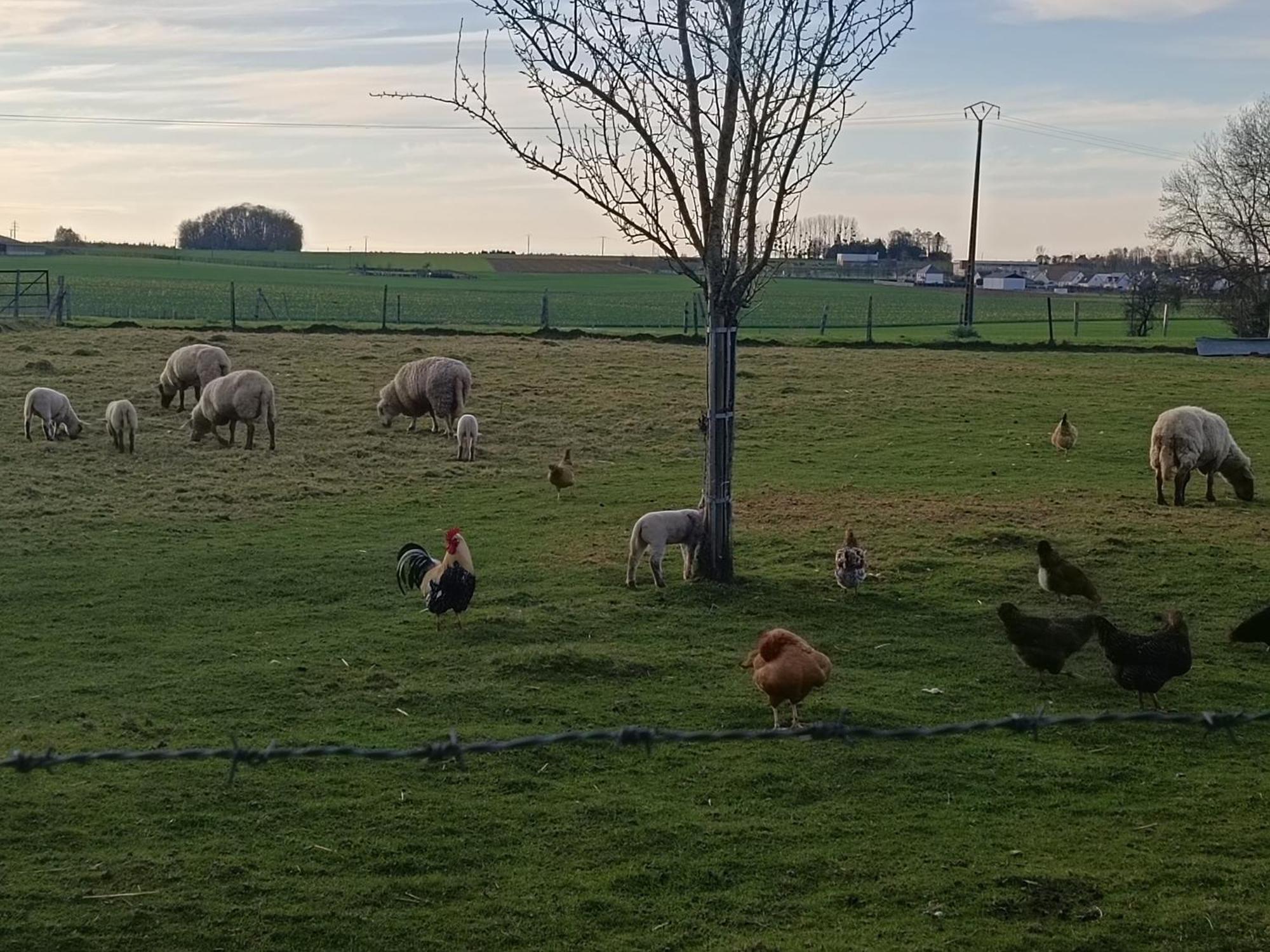 Gite Des 3 Marcassins Preaux Buitenkant foto